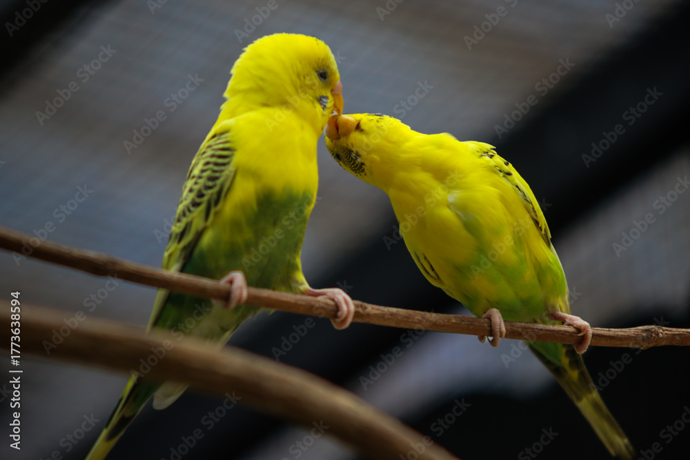 Fototapeta premium Two Yellow and Green Budgerigars Kissing on a Branch Showing Love and Affection