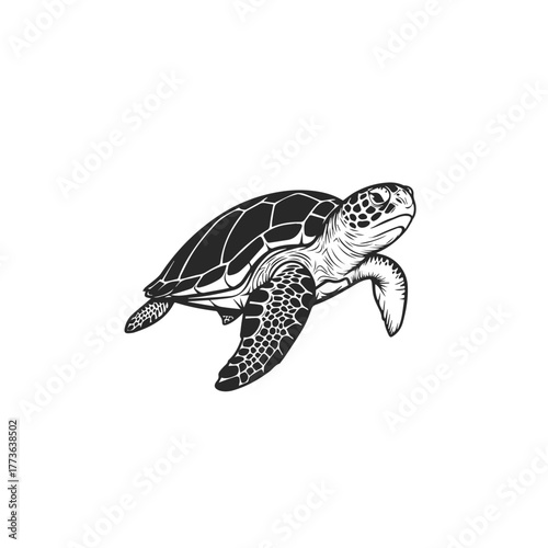 Black and White Sea Turtle Illustration.