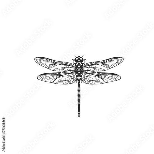 Detailed Black Silhouette of a Dragonfly.