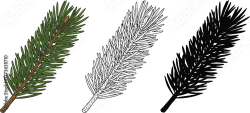 Spruce branch illustration set evergreen tree pine tree drawing