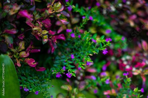 Colorful Garden Mix of Polyscias Variegata and Mexican Heather or Krokot Merah with Purple Flowers