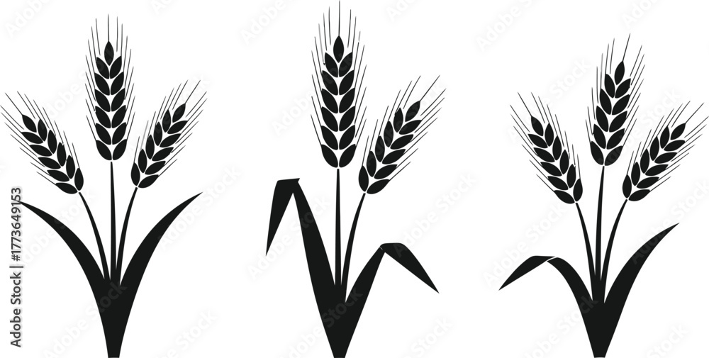 Fototapeta premium Wheat vector illustration grain harvest agriculture icon design