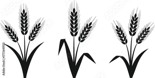 Wheat vector illustration grain harvest agriculture icon design