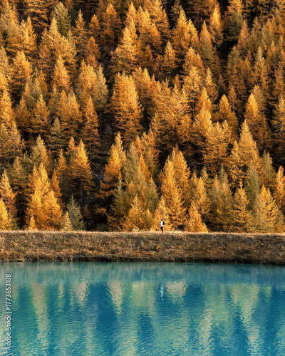 View of a solitary figure strolling along a narrow path between a mirror-like alpine lake and a dense forest ablaze with autumn colors, Zermatt, Valais, Switzerland.