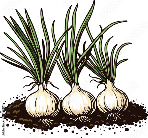 Fresh garlic plants growing from soil with green leaves and healthy bulbs visible