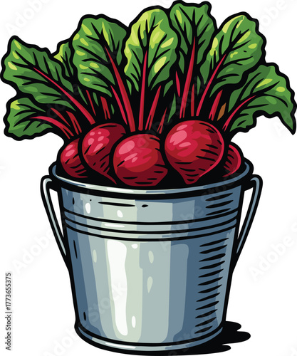 Fresh harvested beetroots in a metal bucket with vibrant green leafy tops