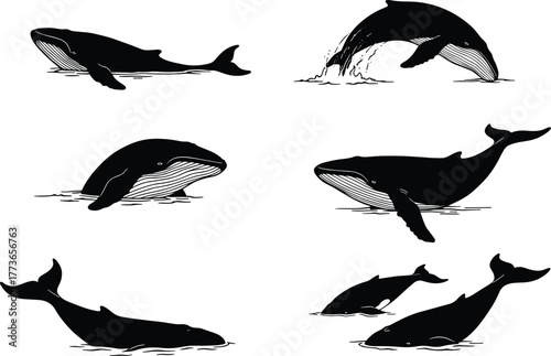 Whale silhouette, breaching whale, diving whale, whale tail, marine mammal, ocean wildlife, sea animal, aquatic illustration