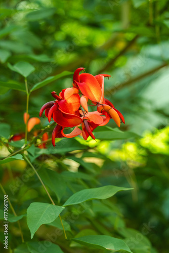 Erythrina fusca