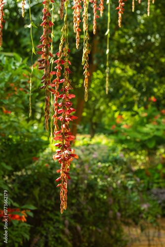 Thunbergia coccinea