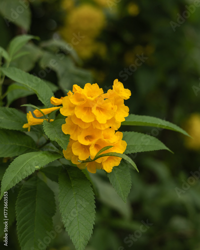 Tecoma stans (Yellow trumpet flower)