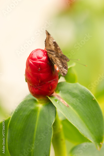 Costus spicatus (spiked spiralflag ginger - Indian head ginger)