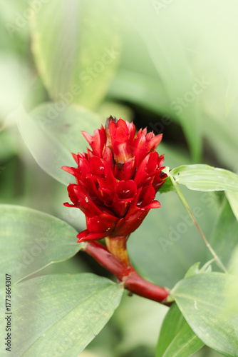 Costus spicatus (spiked spiralflag ginger - Indian head ginger)