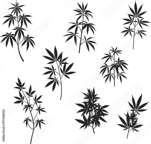 Cannabis plant silhouettes, marijuana leaf vector illustration, hemp artwork design, botanical graphic, medical cannabis concept, herbal nature, organic lifestyle