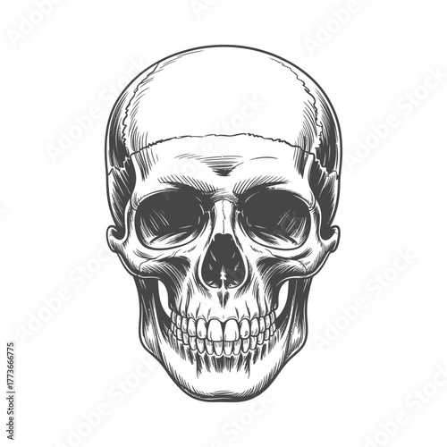 Detailed sketch of a human skull in black and white