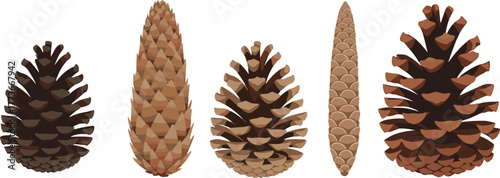 Various pine cones, botanical diversity, forest seed illustration, natural texture elements, conifer cone collection, flat vector illustration for stock use
