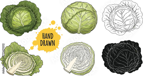 Hand drawn cabbage illustrations in color and monochrome style