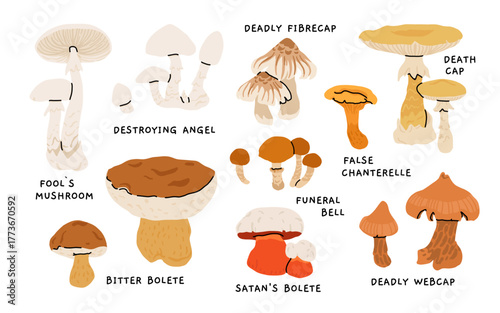 Toxic and poisonous mushrooms flat vector illustration set. Death cap, destroying angel, deadly webcap, fools mushroom, satans bolete, funeral bell, false chanterelle, deadly fibrecap.