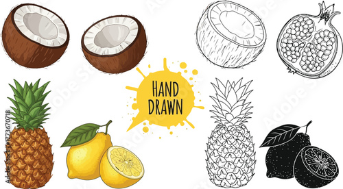 Hand drawn fruit illustrations including coconut pineapple lemon