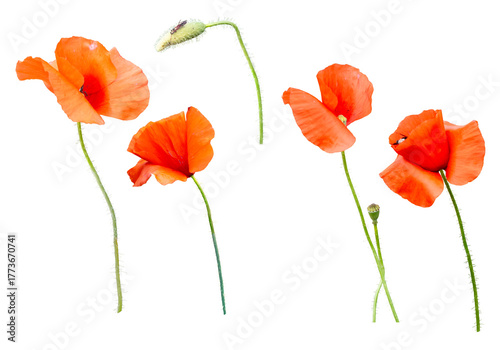 Flanders poppies, Papaver rhoeas, flowers and a bud isolated on a transparent background