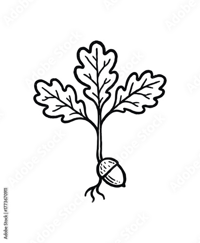 hand drawn cute doodle style oak sapling vector line illustration line isolated on white background