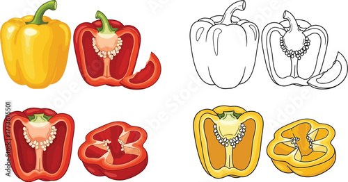 Illustration of yellow and red bell peppers whole and cut in half view