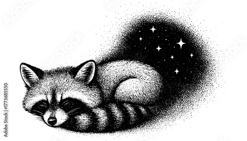 Black and white engraving of a sleeping raccoon with a starry tail, detailed vintage etching style, isolated on transparent background.