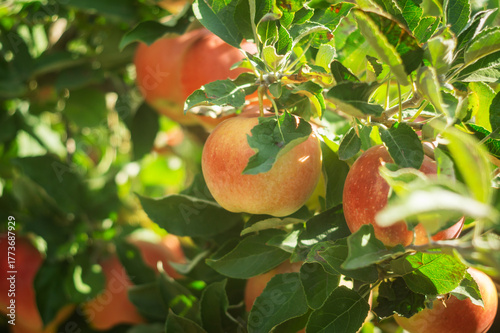 Ripe red apples hanging on tree branches in a sunny orchard with green leaves and natural light.
