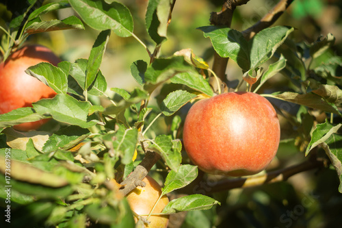 Ripe red apples hanging on tree branches in a sunny orchard with green leaves and natural light.