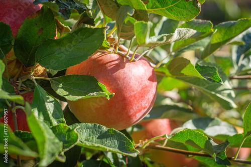 Ripe red apples hanging on tree branches in a sunny orchard with green leaves and natural light.