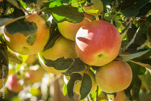 Ripe red apples hanging on tree branches in a sunny orchard with green leaves and natural light.