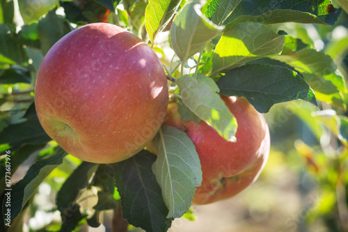 Ripe red apples hanging on tree branches in a sunny orchard with green leaves and natural light.
