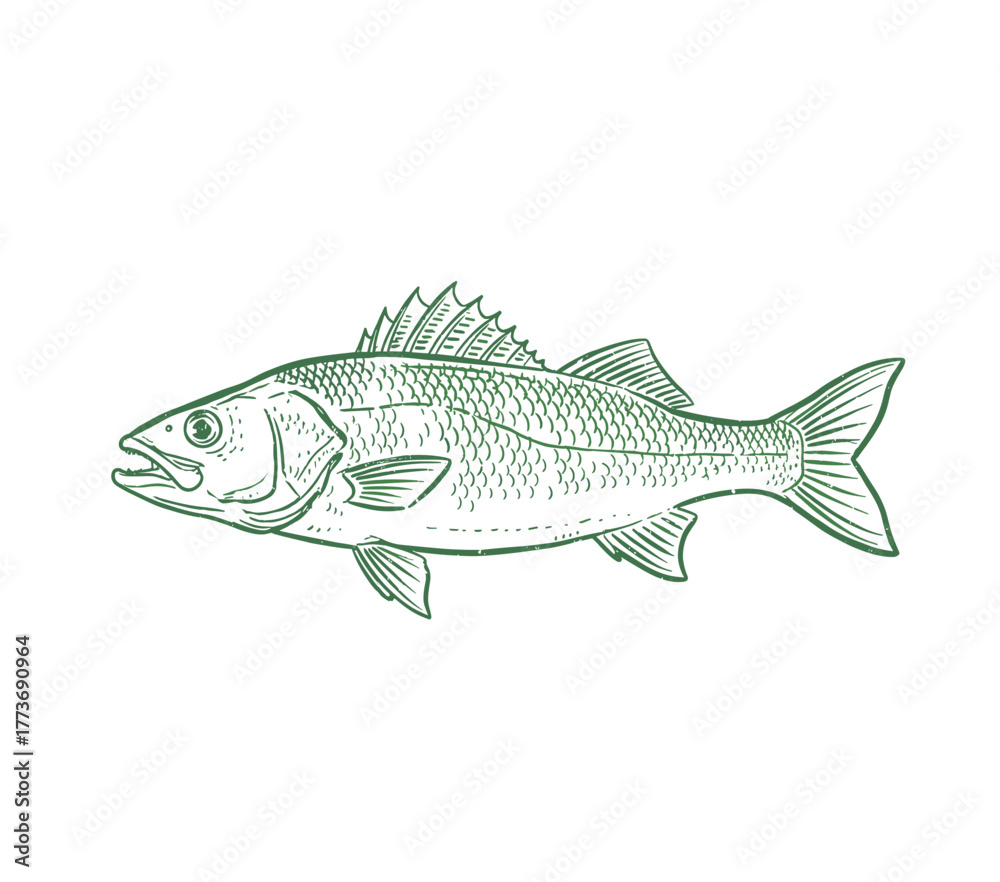 Fototapeta premium Fishing club artwork. Fish hand sketch graphic print design for t shirt print, poster, sticker, background and other uses. Seafood restaurant artwork.