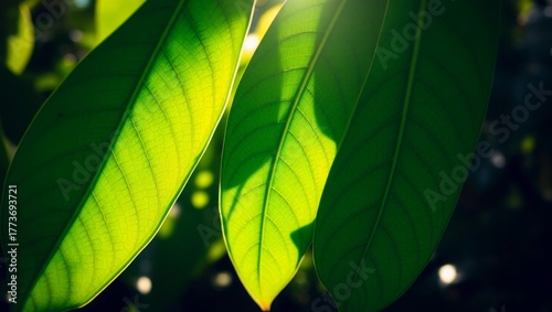 Fresh green leaves glowing in sunlight, vibrant nature