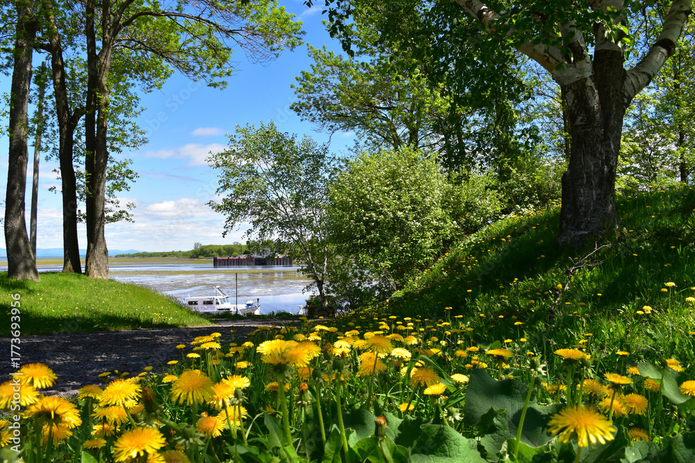 Fototapeta premium Flowers in the park in spring, Montmagny, Québec, Canada