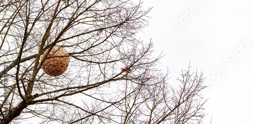giant hornet in a tree. Asian wasp nest, Vespa velutina in a tree.