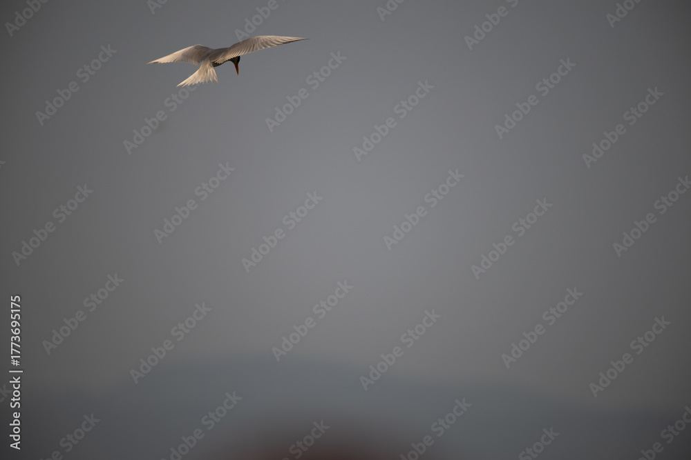 Obraz premium A common river tern in mid flight with its wings fully spread. The background is well blurred with blue sky and mountain.