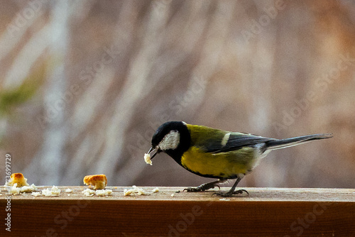 bird Titmouse yellow belly is pecking at crumbs on a wooden surface, surrounded by a blurred natural background, showcasing wildlife feeding behavior