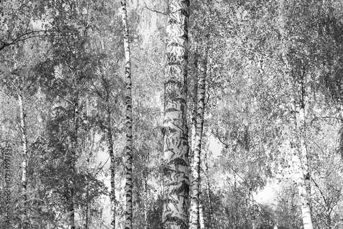 black-and-white photo with white birches