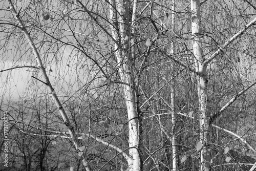 black-and-white photo with white birches