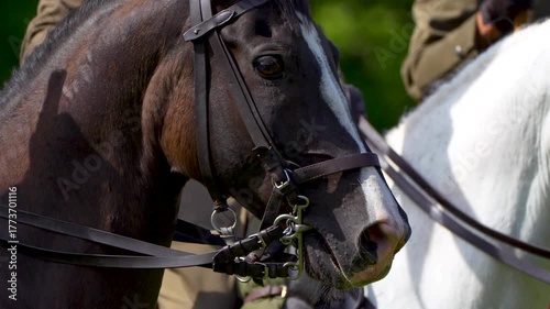 
portrait of a bay horse at the ceremony