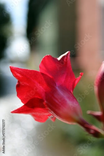 A scarlet amaryllis