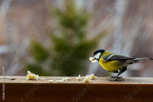Photography bird Titmouse yellow belly is pecking at crumbs on a wooden surface, surrounded