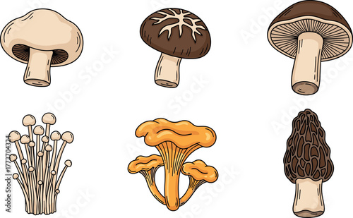 Collection of diverse mushroom illustrations