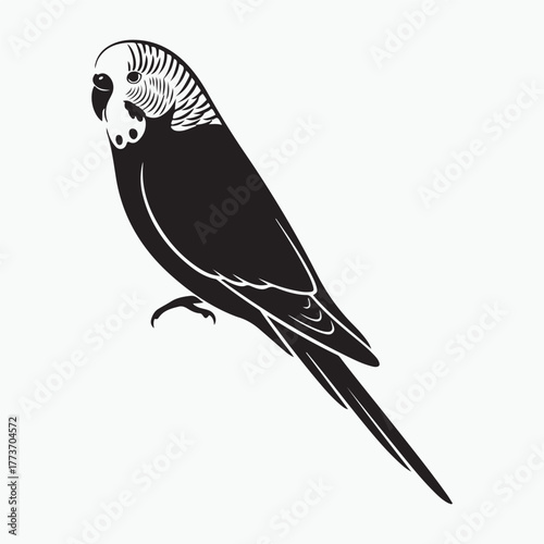 Budgerigar bird silhouette vector illustration on white background