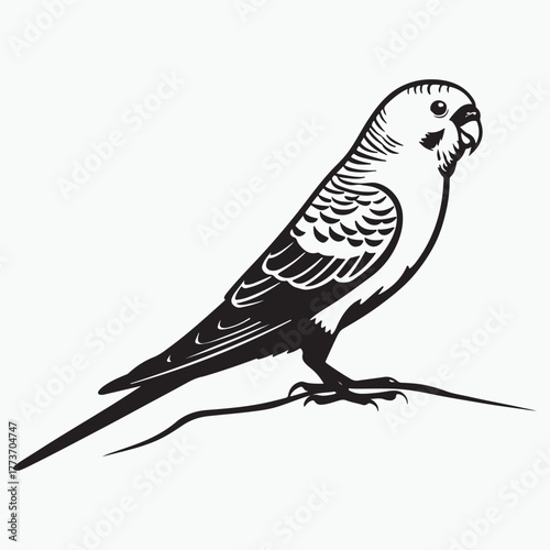 Budgerigar bird silhouette vector illustration on white background