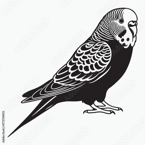 Budgerigar bird silhouette vector illustration on white background