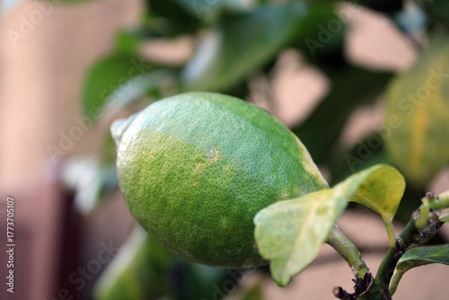 Unripe fruit of a lemon tree in Malcesine, Italy