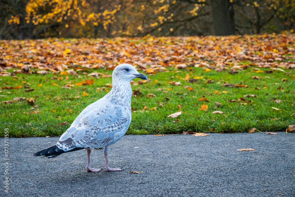 Obraz premium A portrait of a white pigeon set against a backdrop of autumn colors and fallen leaves - 1