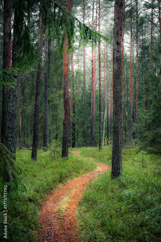 Fototapeta premium Old European forest with a scenic path leading through a lush pine trees in Latvia. Deep green colors and dreamy landscape. 