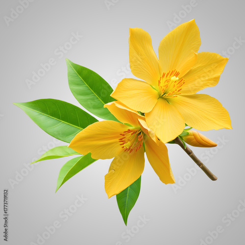 yellow flowers on white background